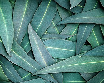 Der Sinolpan<sup>®</sup>-Wirkstoff Cineol wird aus Eukalyptusöl gewonnen. Lose liegende Eukalyptusblätter