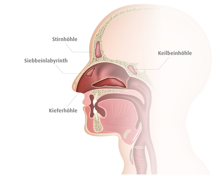 Abbildung Nasenhöhlen